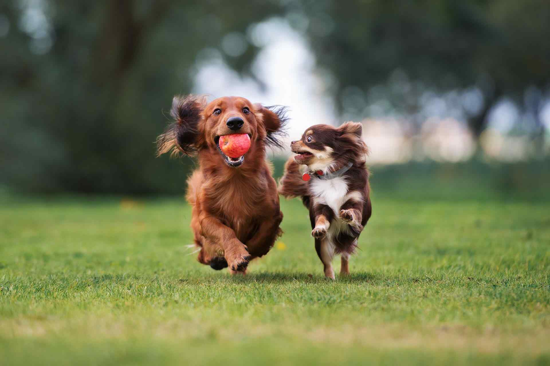 https://everydogclub.com/wp-content/uploads/2018/09/portfolio_04.jpg