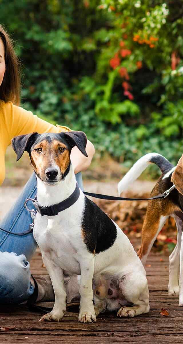 https://everydogclub.com/wp-content/uploads/2018/09/post_02-640x1200.jpg