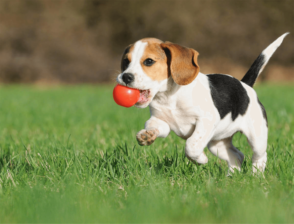 https://everydogclub.com/wp-content/uploads/2019/07/hero_image_01.png