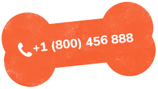 https://everydogclub.com/wp-content/uploads/2019/07/text_02.png
