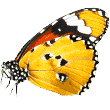 https://everydogclub.com/wp-content/uploads/2019/08/butterfly.png
