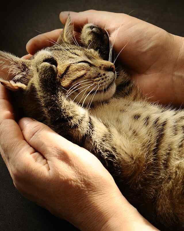 https://everydogclub.com/wp-content/uploads/2019/08/inner_gallery_05-640x800.jpg